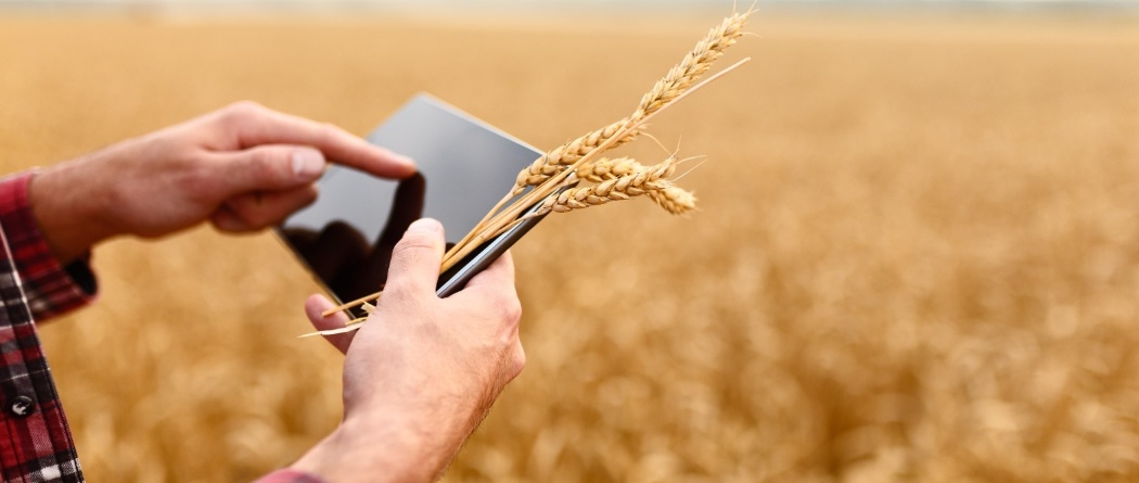 a farmer holding a tablet and grain stalks