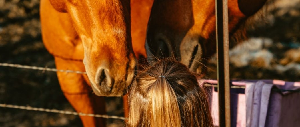 a little girl and a horse