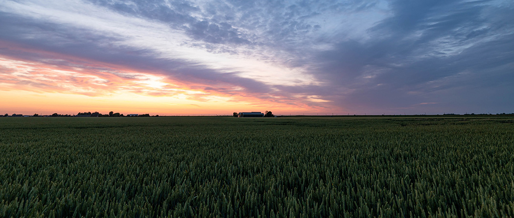 Farm field at sunset.