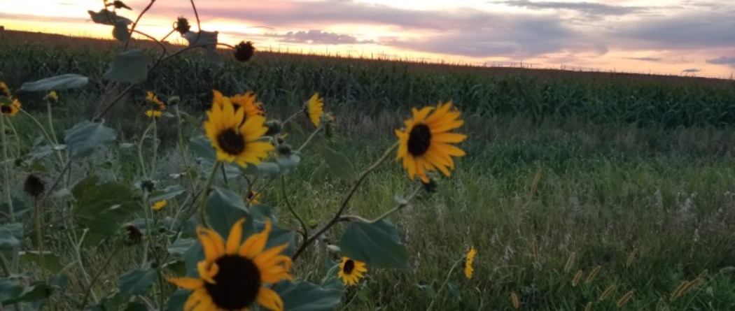 a field of sunflowers